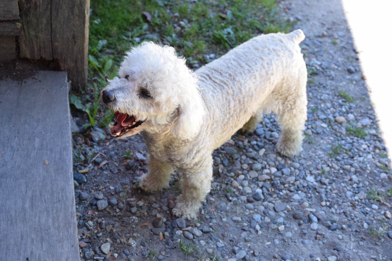 The Best Grooming Techniques for Poodles